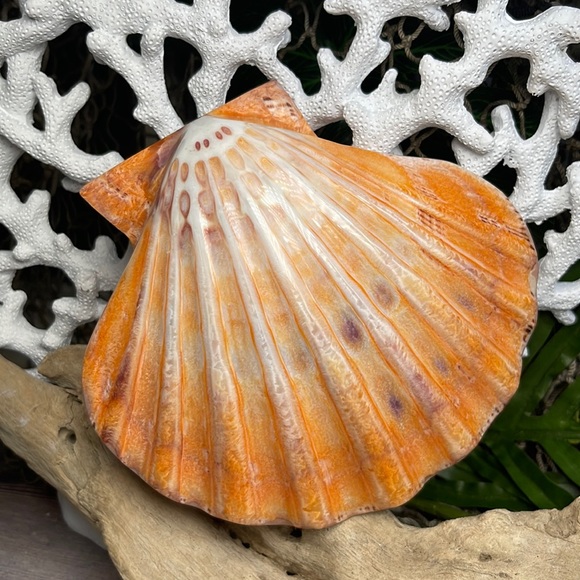 XL Real Double Closed Polished Lion Paws Shell White Coral Purple Beach Coastal - Picture 12 of 17